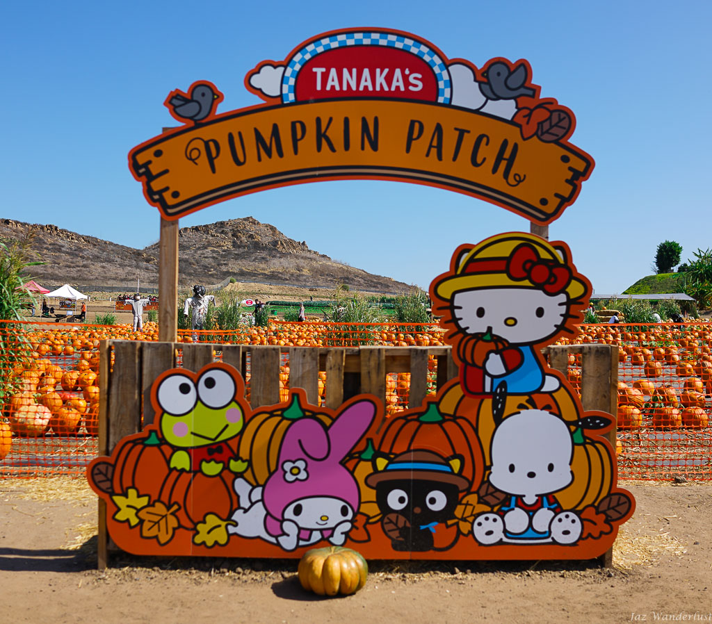 pumpkin patch