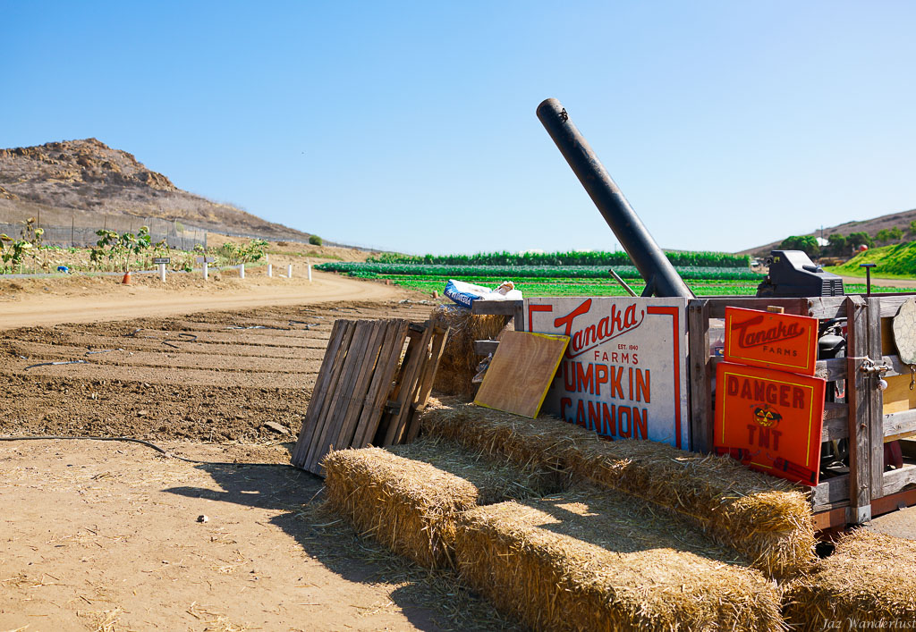 cannon pumpkin