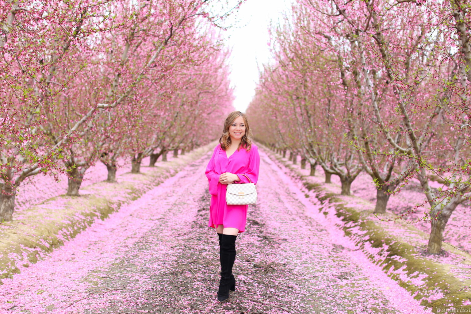 Beautiful Blossoms at Fresno Blossom Trail Jaz Wanderlust