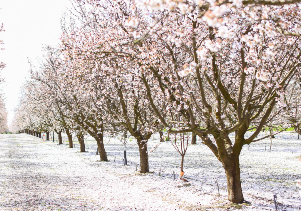 Fresno Blossom Trail