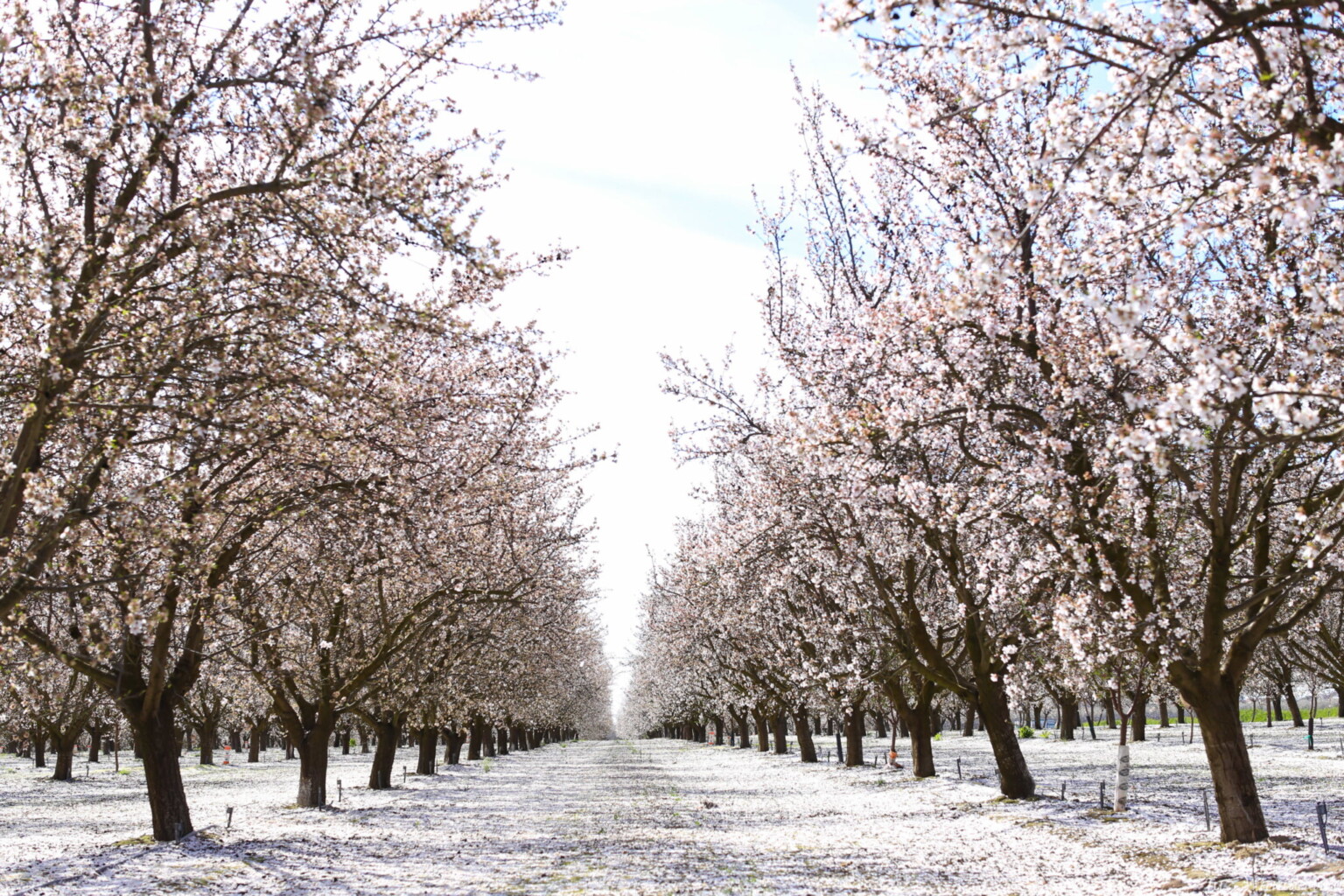 Beautiful Blossoms at Fresno Blossom Trail Jaz Wanderlust