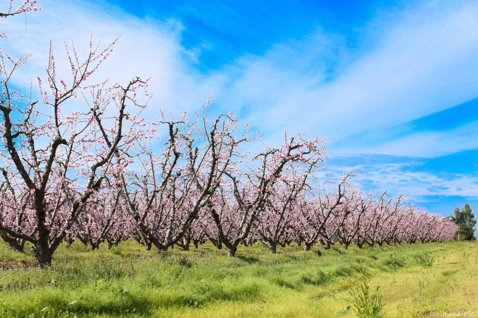 Beautiful Blossoms At Fresno Blossom Trail - Jaz Wanderlust