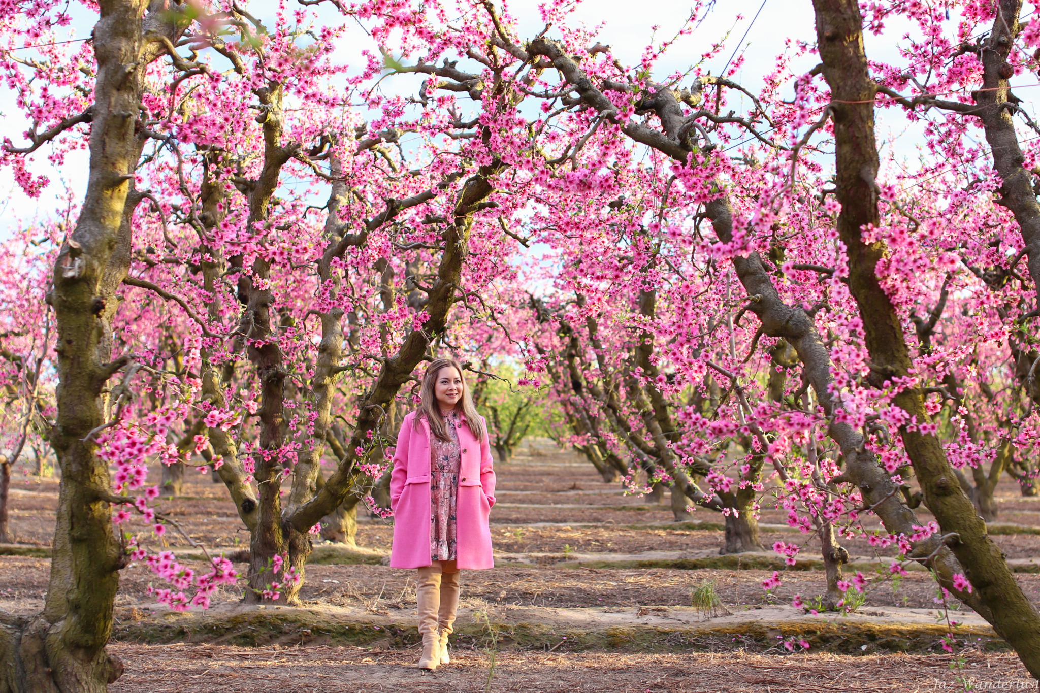 Beautiful Blossoms At Fresno Blossom Trail - Jaz Wanderlust