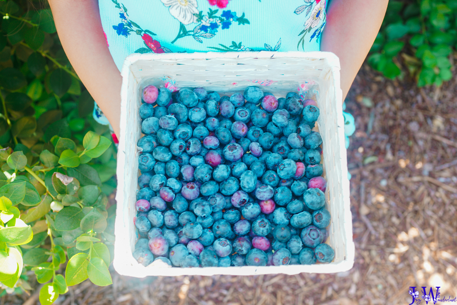 blueberry picking at temecula blueberry co