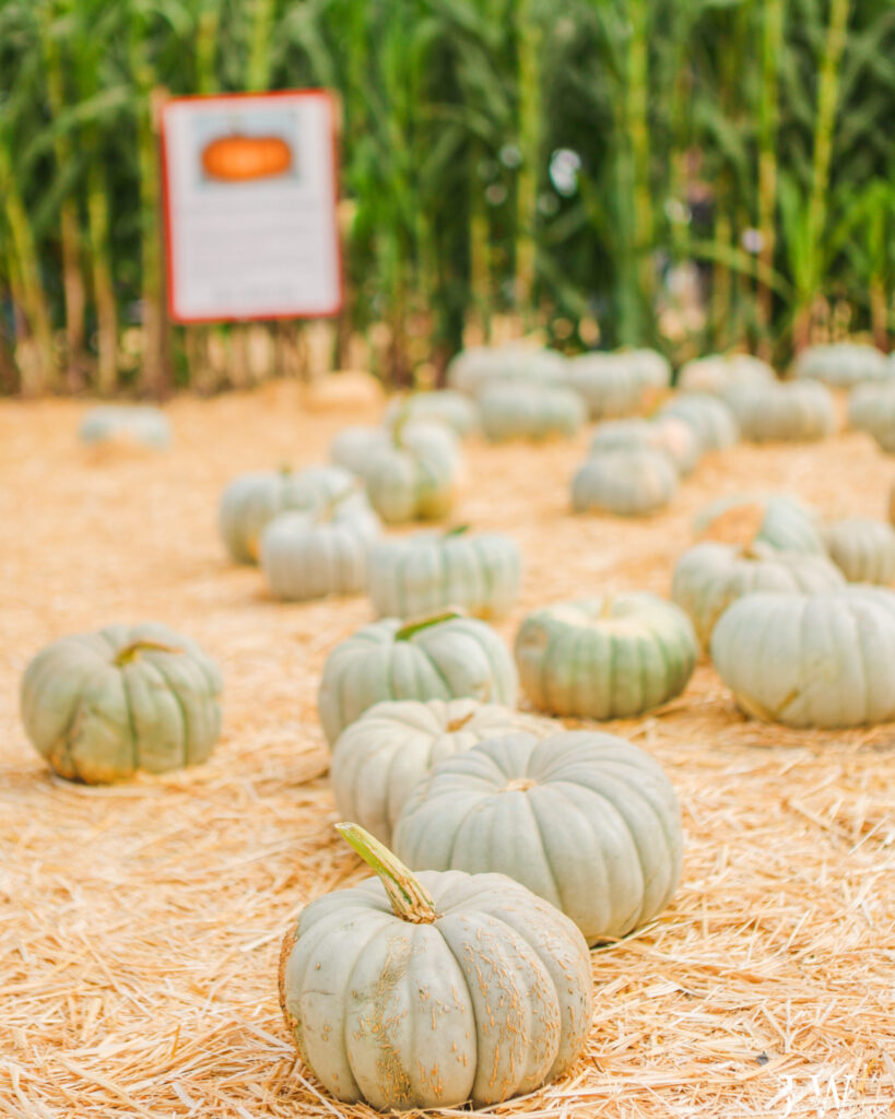 Long Island Cheese pumpkin has a deep orange moderately sweet flesh