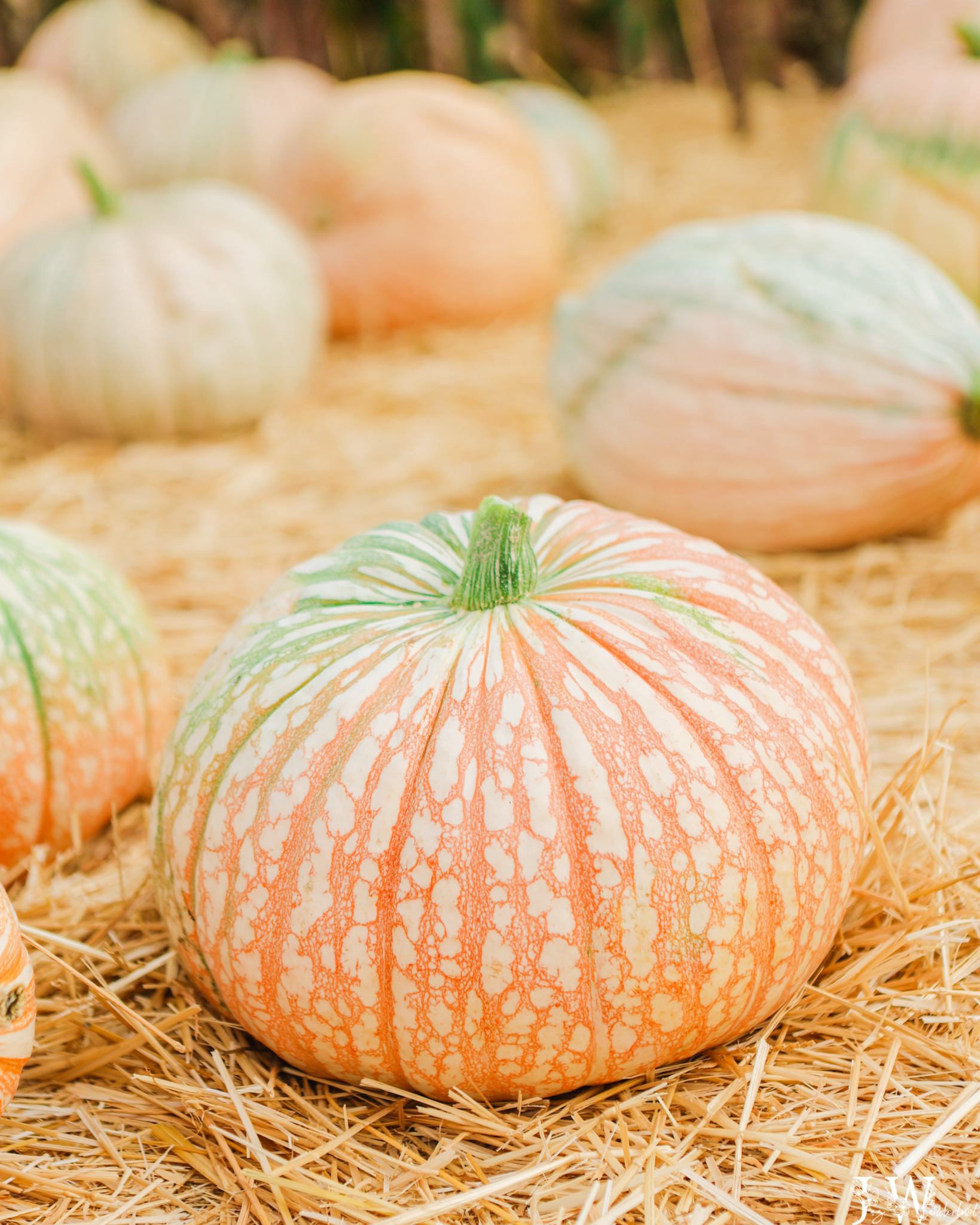 One Too Many pumpkin has red veins as fruit skin that crawl across the white background