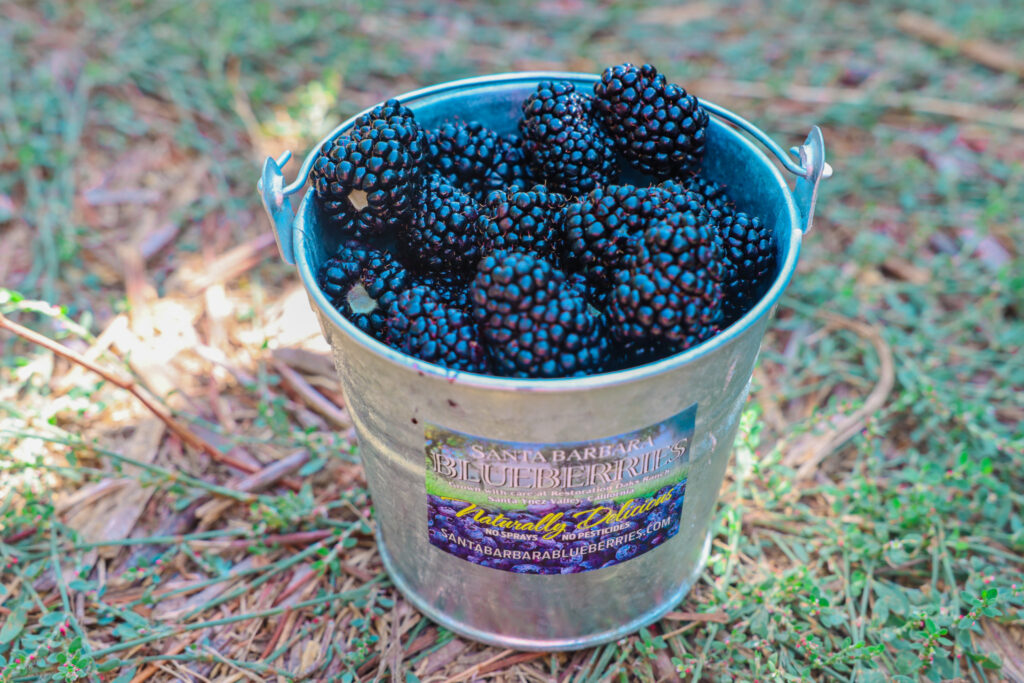Santa Barbara Blueberries berry picking in California. Photography by Jaz Wanderlust.
