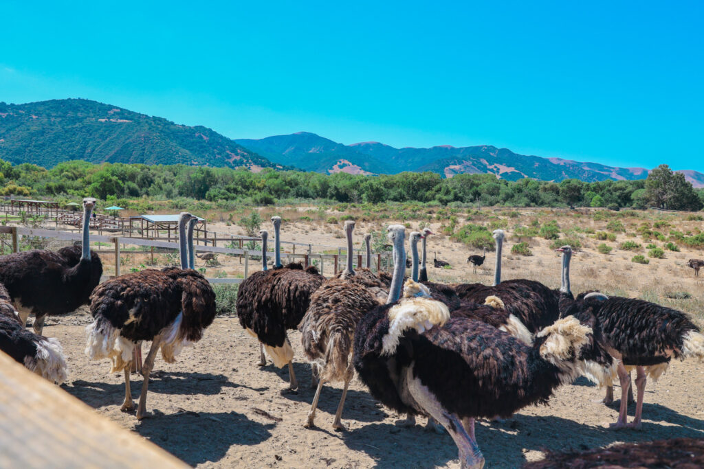 Ostrichland USA ostrich and emu ranch. Photography by Jaz Wanderlust.